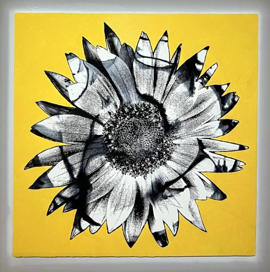 Sunflower Series Yellow/Black